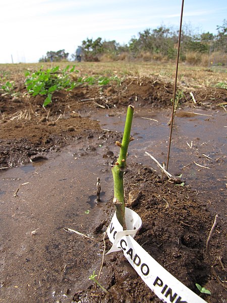 File:Starr-120508-5646-Persea americana-plant eaten by deer-Omura Farm Kula-Maui (24846691170).jpg