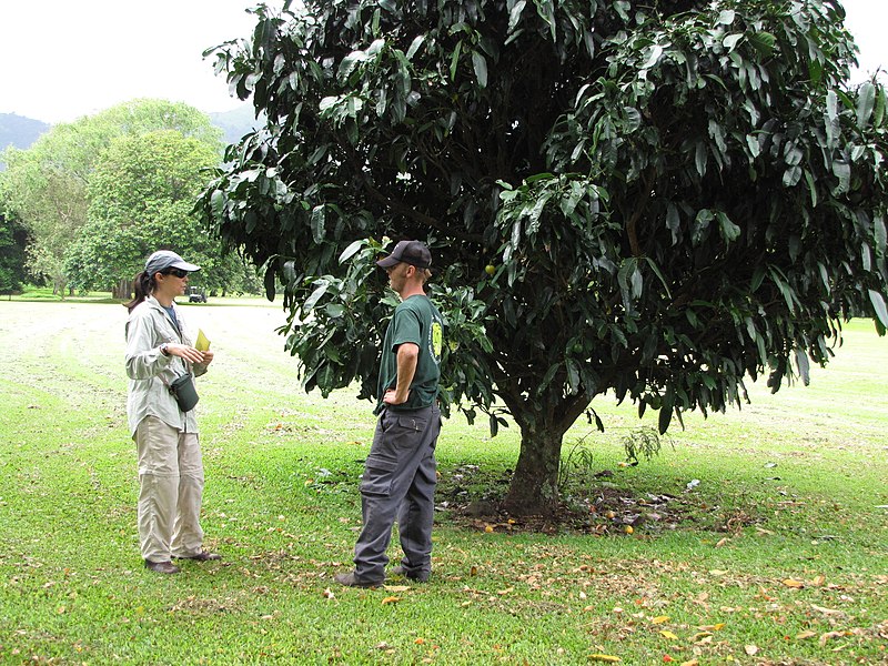 File:Starr-120606-6870-Garcinia xanthochymus-habit with Kim and Ian-Kahanu Gardens Hana-Maui (25144443605).jpg