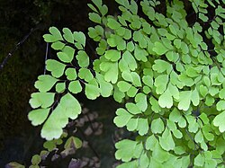 Starr 030807-0143 Adiantum raddianum.jpg