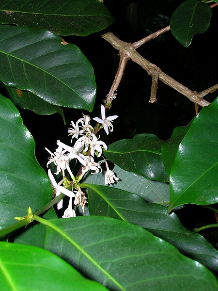 File:Starr 050818-4175 Coffea arabica.jpg