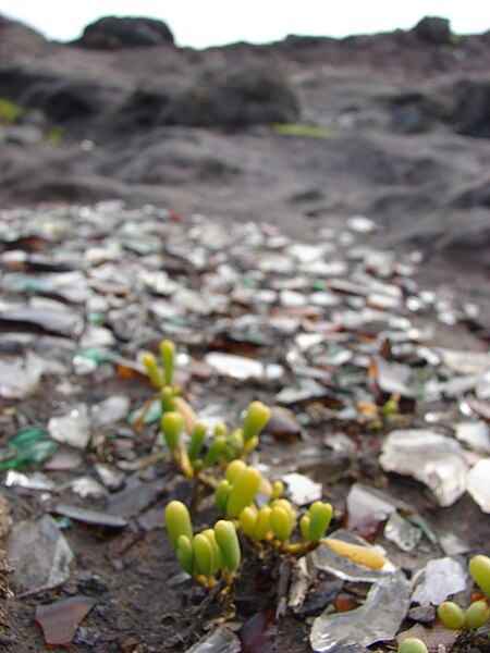 File:Starr 061017-1237 Sesuvium portulacastrum.jpg