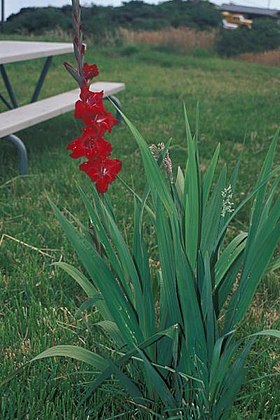 gladiolus sp