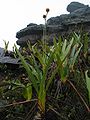 Stegolepis guianensis (Roraima).jpg
