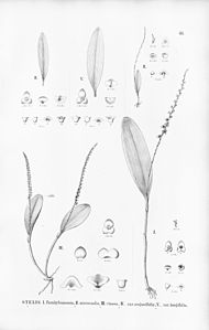 plate 83 I., III., IV. and V. Stelis papaquerensis (as syn. Stelis parahybunensis) (as syn. Stelis vinosa, (as syn. Stelis vinosa var. angustifolia) (as syn. Stelis vinosa var. longifolia), II. Stelis microcaulis