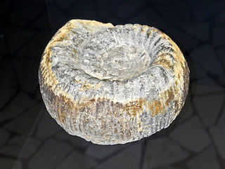 <i>Stephanoceras</i> genus of molluscs (fossil)