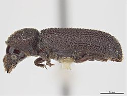 Stephanopachys substriatus.jpg