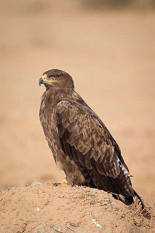 <span class="mw-page-title-main">Steppe eagle</span> Species of bird