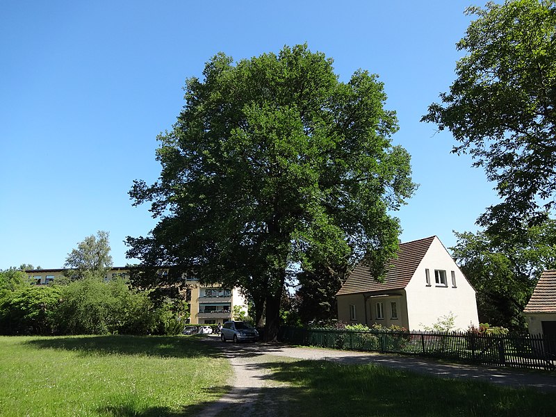 File:Stieleiche kormoranstraße13 senftenberg 2018-05-20 (2).jpg