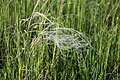 Stipa pennata