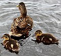 * Nomination Mallard ducklings with Mum on the river Alster, Hamburg, Germany.-- Leibnitz2610 04:50, 29 July 2012 (UTC) * Decline  Comment Very tight crop. -- JDP90 15:20, 29 July 2012 (UTC) decline - blurry mother. Mattbuck 23:04, 8 August 2012 (UTC)