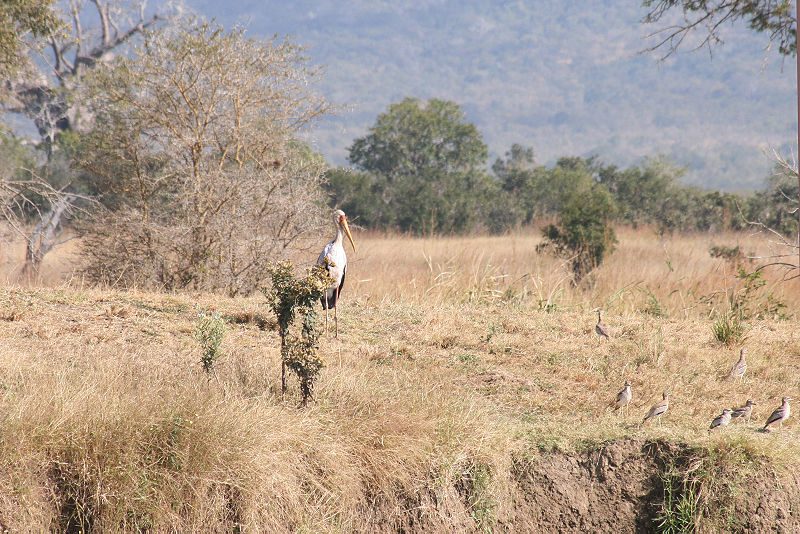 File:Stork and birds mikumi.jpg