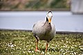 * Nomination a goose on the riverbank of the Meuse in Visé --Horst J. Meuter 17:07, 29 May 2020 (UTC) * Promotion Good quality. --The Cosmonaut 03:14, 30 May 2020 (UTC)