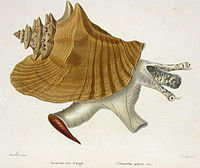 Lobatus gigas