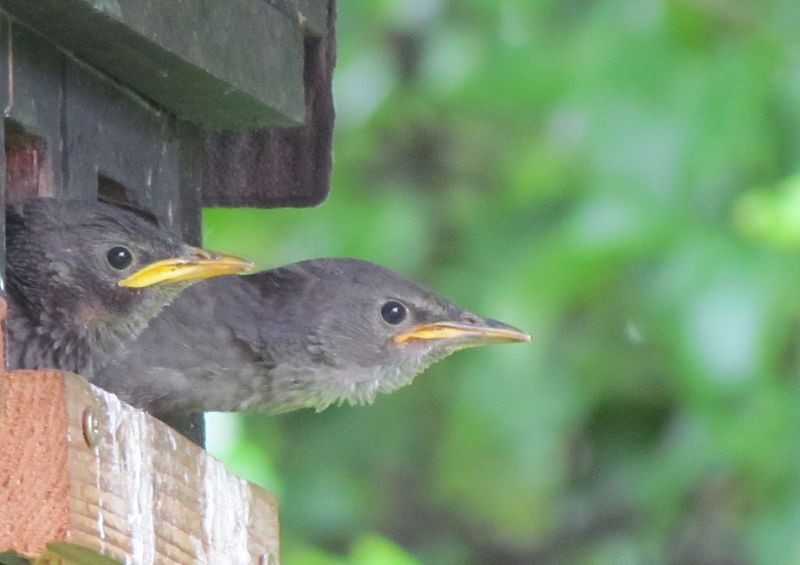 File:Sturnus vulgaris vulgaris 1.jpg