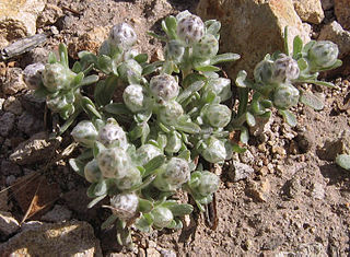 <i>Stylocline gnaphaloides</i> Species of plant