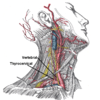 Subklavyen arterler, ilk bölüm