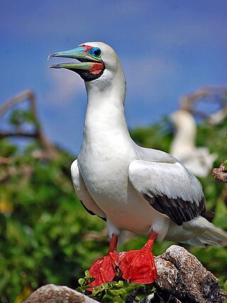 <span class="mw-page-title-main">Red-footed booby</span> Species of bird