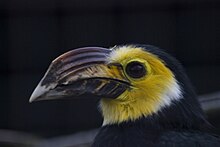 Sulawesi Hornbill head.jpg