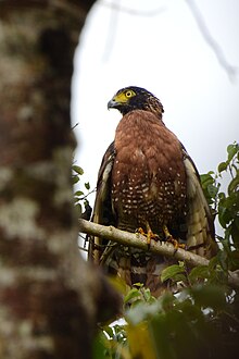 Sulawesi serpent eagle immature.jpg