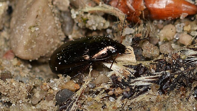 Beetle (Coleoptera)