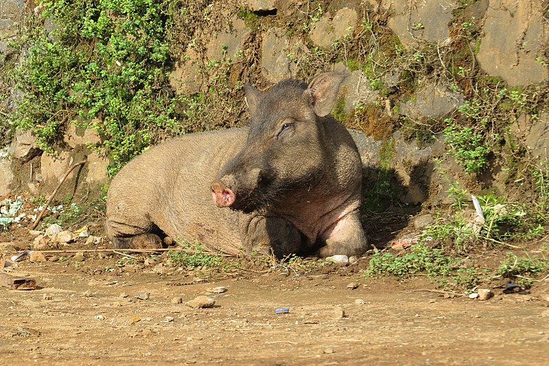 File:Sus scrofa - Wild boar during Periyar butterfly survey at Sabarimala, 2014 (28).jpg