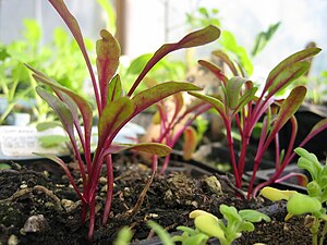 Swiss-Chard-Seedlings