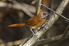Hoary-throated spinetail