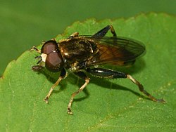 Syrphidae - Xylota segnis (muži) .JPG