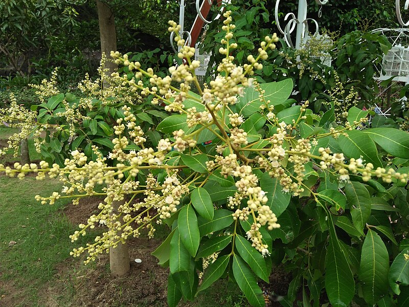 File:Taman Buah-buahan Bale Tani - Kelengkeng 1.jpg