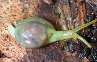 <i>Tamayoa decolorata</i> Species of gastropod