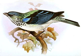 <span class="mw-page-title-main">Azure-rumped tanager</span> Species of bird