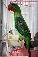 Papagaio verde com pontas de asas azuis e grande bico vermelho