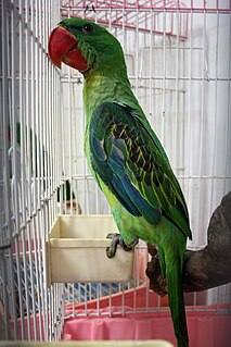 <span class="mw-page-title-main">Great-billed parrot</span> Species of bird