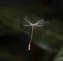 A dandelion seed caught in a spider web strand. Dandelions disperse seeds via wind currents. Taraxacum sect. Ruderalia MHNT.jpg