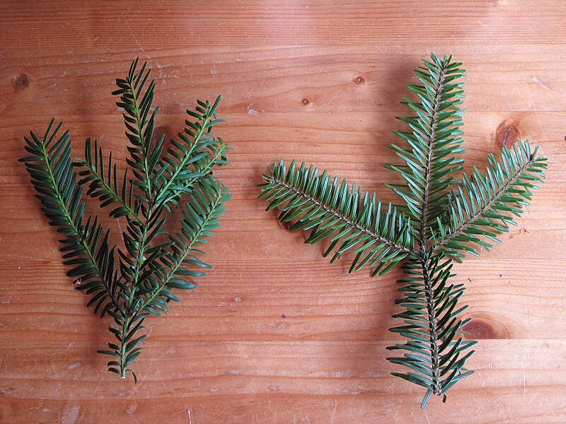 File:Taxus baccata vs Abies alba 2.jpg