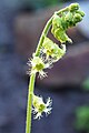 Tellima grandiflora, Telima wielkokwiatowa, 2019-05-17