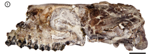 <i>Tetramerorhinus</i> Extinct genus of litopterns