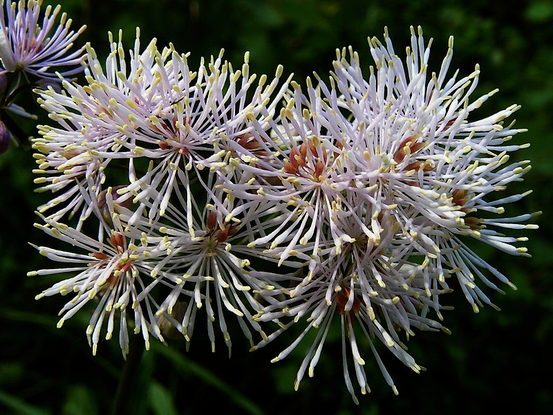 File:Thalictrum aquilegiifolium20110612 204.jpg