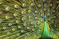 The Beauty of Java Peacock.jpg