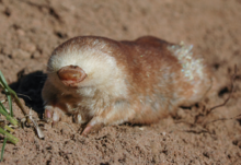 The Juliana's golden mole is one of Africa's most threatened mammals Jackson.png