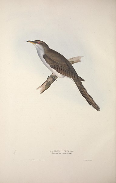 File:The birds of Europe (1837) (14771888273).jpg
