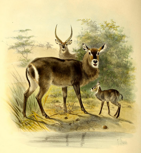 Tập_tin:The_book_of_antelopes_(1894)_Cobus_ellipsiprymnus.png