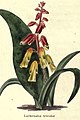 The botanic garden (Plate 6) - Lachenalia tricolor.jpg