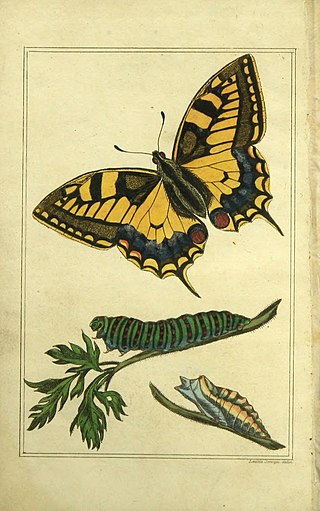 <span class="mw-page-title-main">Laetitia Jermyn</span> British entomologist, illustrator and author (1788–1848)