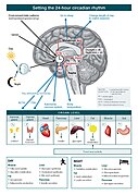 The master circadian clock in the human brain.jpg