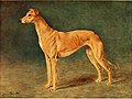 "The_new_book_of_the_dog_-_a_comprehensive_natural_history_of_British_dogs_and_their_foreign_relatives,_with_chapters_on_law,_breeding,_kennel_management,_and_veterinary_treatment_(1911)_(14763750045).jpg" by User:SteinsplitterBot