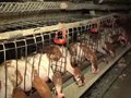 File:The real cost of caged eggs-IdzQf95rpcU.webm