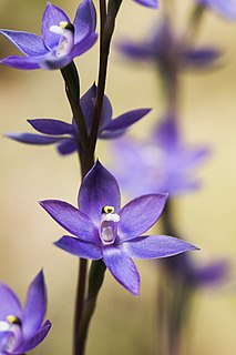 <i>Thelymitra alpina</i> Species of orchid