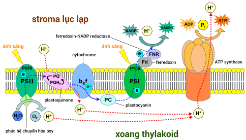 484px Thylakoid membrane 3 vi.svg