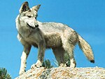 Miniatuur voor Bestand:Timber wolf standing on large rock - DPLA - 422ddd1bfbf62584a8f2bc3d260dfead - edit (clipped, zoomed 400%, sharpened, blurred BG, slightly auto-whitened).jpg